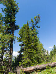 Fototapeta premium Cedars and firs in coniferous wild forests. Sunny day in the taiga