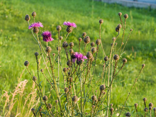 Thistle sprouts on a background of green grass. Summer sunny evening