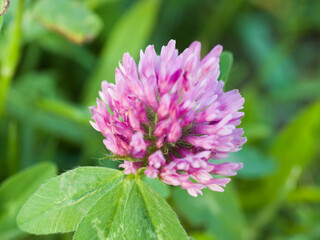 Clover flowers in green grass. Close-up. Summer day