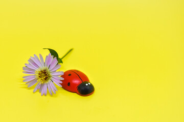 Ladybug next to a chicory flower on a bright yellow background. Space for text. Small purple flowers and a ladybug in a large yellow space. Colorful greeting card. Top view, flat lay.