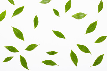 Fototapeta na wymiar leaves pattern isolated on white background 