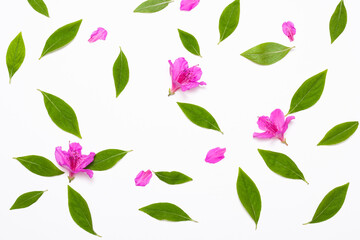 leaves and flowers pattern isolated on white background
