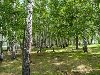 Obraz premium Birches grow in the forest. Summer sunny day