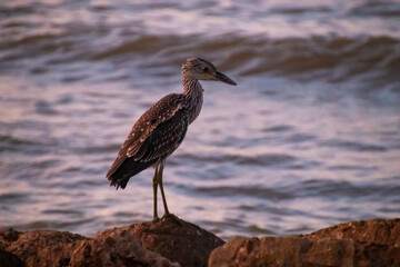 A sea bird yellow-crowned night heron standing on rocks in front of the ocean.