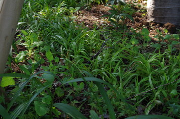 corn plants in a field