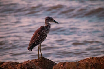 A sea bird yellow-crowned night heron standing on rocks in front of the ocean.