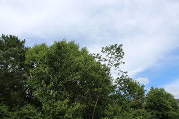 Fototapeta premium forest and sky