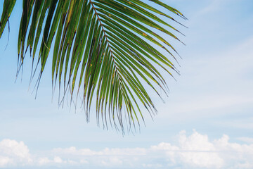 Coconut leaves with the sky.