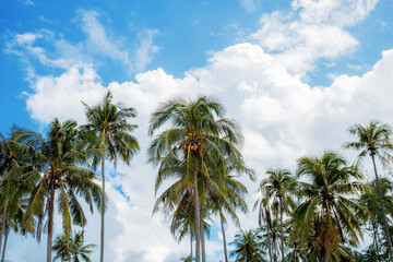 Fototapeta na wymiar Coconut tree at sky.