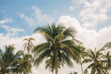 Fototapeta na wymiar Coconut tree at sunlight.