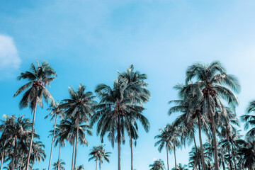 Fototapeta na wymiar Coconut tree at the sky.