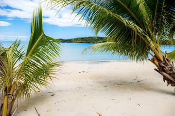 Coconut tree on beach with beautiful.
