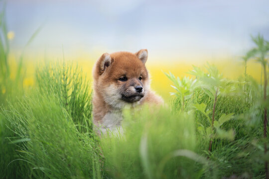 Portrait of beautiful and happy red shiba inu puppy sitting in the green grass and yellow flowers in summer. Cute japanese red dog