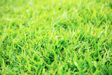 Green grass with sunrise.