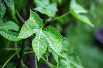 Leaves plant in garden.