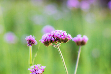 Obraz premium Verbena flower with sunrise.
