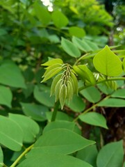 Dalbergia latifolia (also known as sonokeling, sanakeling, rosewood) with a natural background.