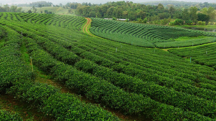 Tea plantation in Chiang Rai, Thailand