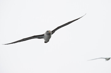 Fototapeta na wymiar Grey Headed Albatros 