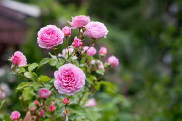 bush of beautiful pink roses in summer garden, park.Fresh delicate beautiful blooming pink rose bushes. English rose.Happy mothers day card.