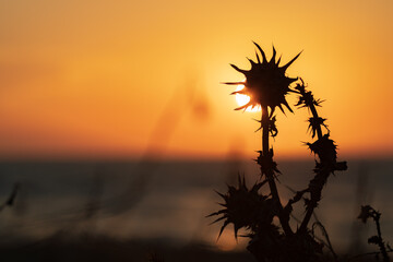Dry thistle flower in the setting sun light