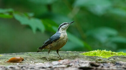 bird, natur, tier, wild lebende tiere, schnabel, wild, bird