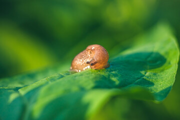 small slug on a green leaf. agricultural pest. a parasite on plants.