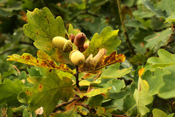 Autumn oak branch with acorns © Dariusz