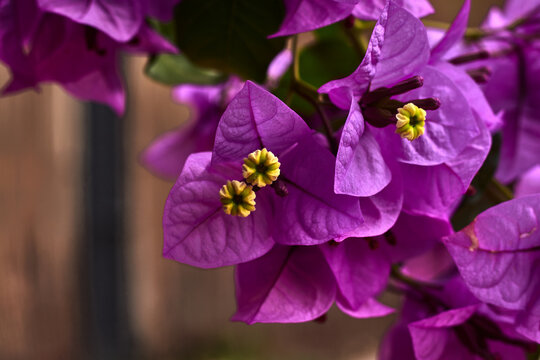 Branch Full Of Flowers With Purple Petals