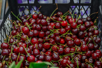 Bright red ripe sour cherries for sale in at an outdoor farmer's market in old town Kotor, Montenegro