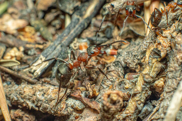 Life in an anthill. Ant close-up. Macro photo