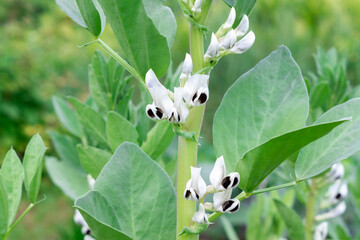 Blooming bean (Fabaceae) bushes. White flowers with black spots.  Cultivated leguminous plants in the garden