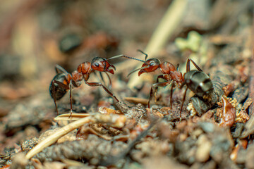 Life in an anthill. Ant close-up. Macro photo