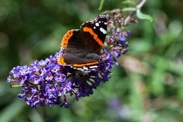 Butterfly on Lilac