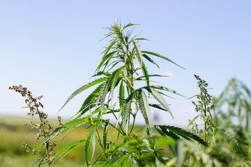 Agricultural hemp grows in the countryside