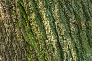 Close-up of the textured bark of the old tree as a back. Horizontal orientation, selective focus.