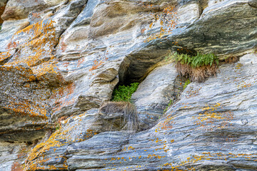 A beautiful rock surrounded by pine and birch trees