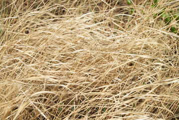 dry grass bent in the wind in autumn