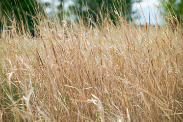 Field of dry brown grass close-up on natural background.