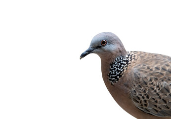 Close up Head of Spotted Dove Isolated on White Background with Clipping Path