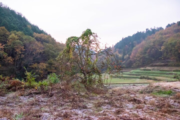 山間の田園地帯の柿の木