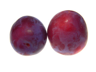 Obraz premium red plum isolated on white background
