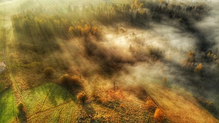 grass in the forest © Norbert