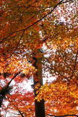 太陽の下で半透明になる紅葉