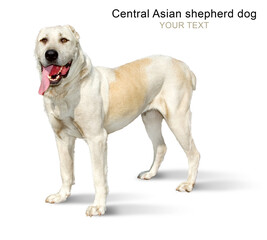 central Asian shepherd dog  on a white background