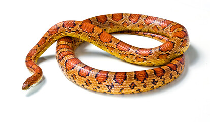 snake.young boa constrictor on a white background