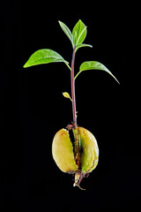 Avocado seed sprout grown at home, isolated on black background