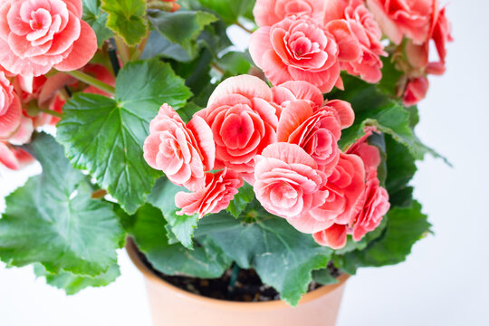 77 Best リーガースベゴニア Images Stock Photos Vectors Adobe Stock