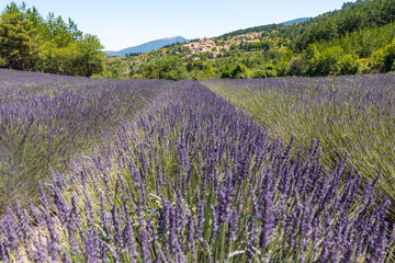 Wide angle view of the violet rows of a lavender field, with a small french villance in the background