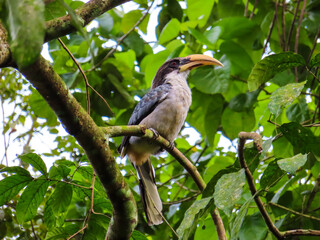 Alu Kadatta - The Ceylon Grey Hornbill (Ocyceros gingalensis)